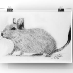 Degu de la Mocha