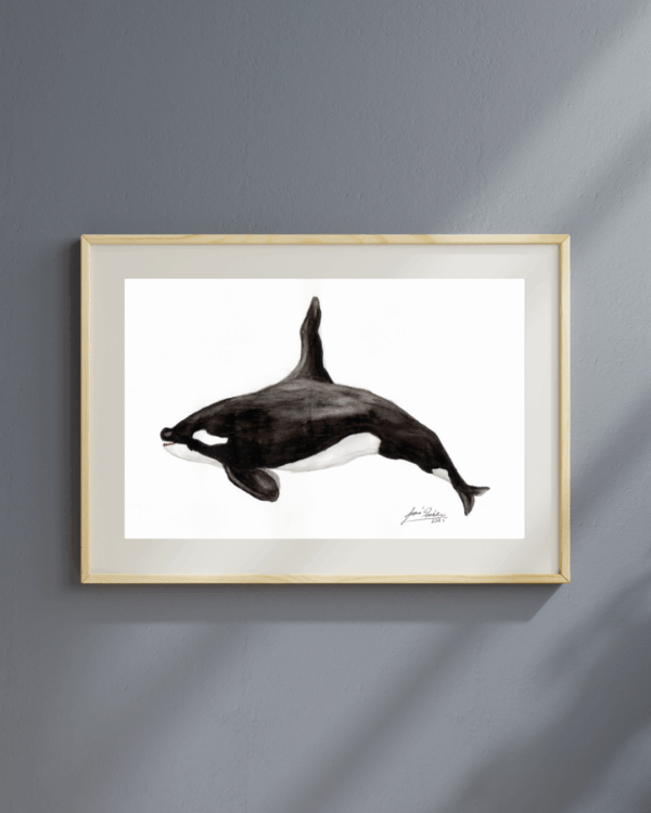 Orca